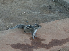 Funambulus palmarum