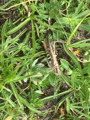 Chorthippus brunneus