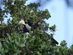 Anthracoceros coronatus