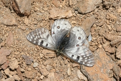 Parnassius acdestis