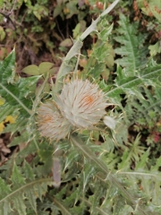 Cirsium ehrenbergii
