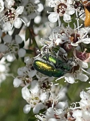 Diphucephala colaspidoides