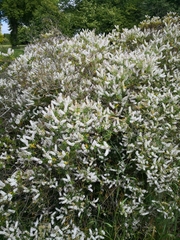 Veronica strictissima