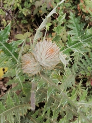 Cirsium ehrenbergii