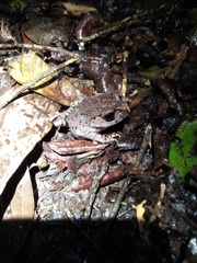 Leptobrachium hasseltii