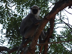 Semnopithecus priam