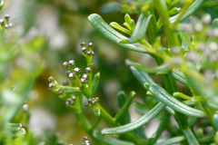 Ixodia achillaeoides