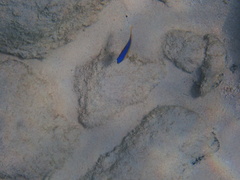 Stegastes leucostictus