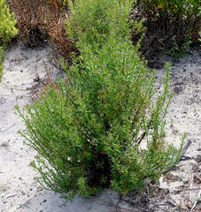 Ixodia achillaeoides