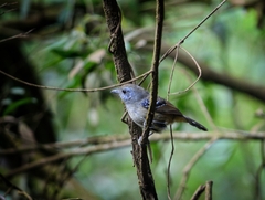 Thamnophilus caerulescens