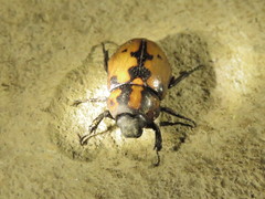 Cyclocephala mafaffa