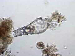 Cylindrifflugia acuminata