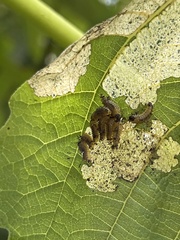 Poneridia semipullata