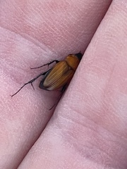 Phyllotocus scutellaris