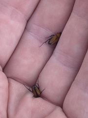 Phyllotocus scutellaris