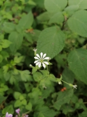 Stellaria cuspidata