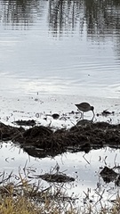 Limnodromus scolopaceus