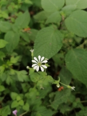 Stellaria cuspidata