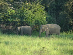 Elephas maximus maximus