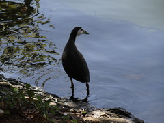 Amaurornis phoenicurus