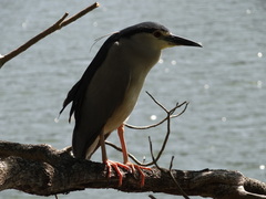 Nycticorax nycticorax