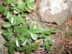 Sibbaldiopsis tridentata