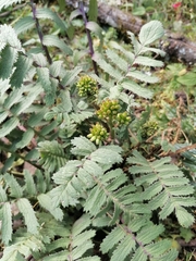 Packera sanguisorbae