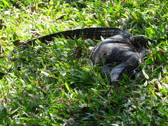 Varanus salvator salvator