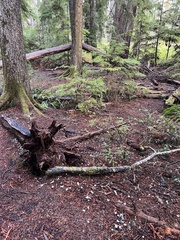Marasmius calhouniae