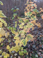 Ribes sanguineum