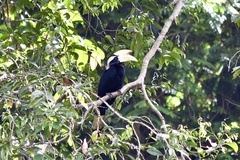 Anthracoceros malayanus