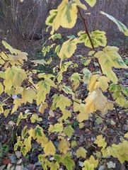Ribes sanguineum