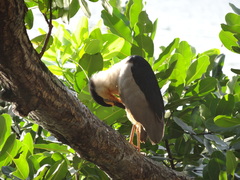 Nycticorax nycticorax