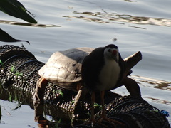 Melanochelys trijuga