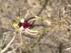 Caladenia dilatata