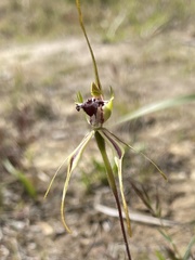 Caladenia dilatata