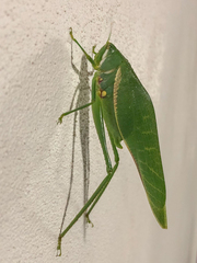 Philophyllia guttulata