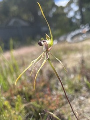 Caladenia dilatata