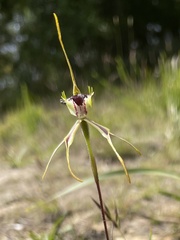 Caladenia dilatata