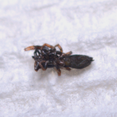 Metacyrba