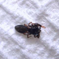 Metacyrba
