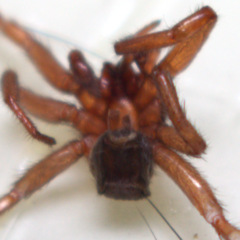 Gnaphosa sericata