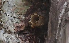 Tetragonisca fiebrigi