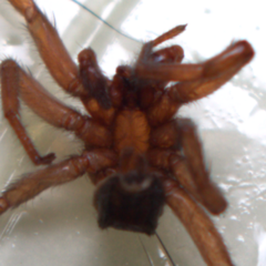 Gnaphosa sericata
