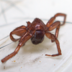 Gnaphosa sericata