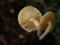 Hypholoma subviride