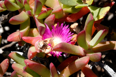Carpobrotus rossii