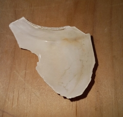 Fulguropsis pyruloides