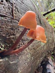 Gymnopilus rufescens
