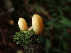 Hypholoma subviride